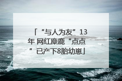 “与人为友”13年 网红麋鹿“点点”已产下8胎幼崽