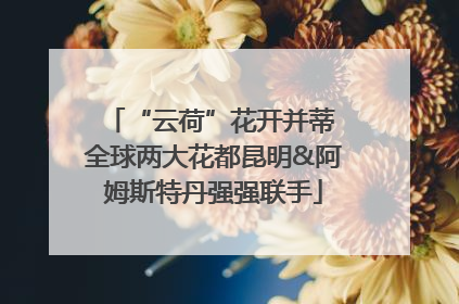 “云荷”花开并蒂 全球两大花都昆明&阿姆斯特丹强强联手