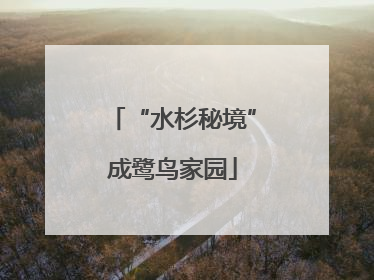 “水杉秘境”成鹭鸟家园