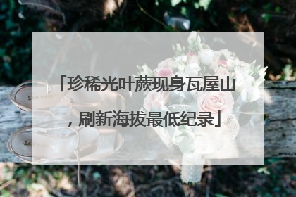 珍稀光叶蕨现身瓦屋山，刷新海拔最低纪录