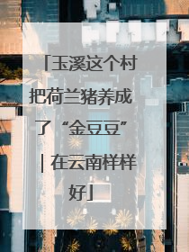 玉溪这个村把荷兰猪养成了“金豆豆”｜在云南样样好