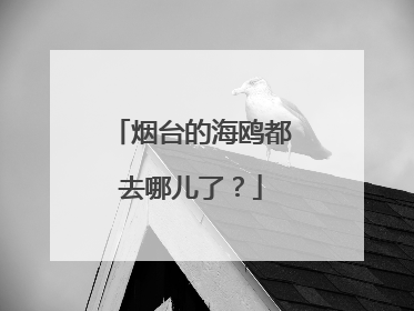 烟台的海鸥都去哪儿了？