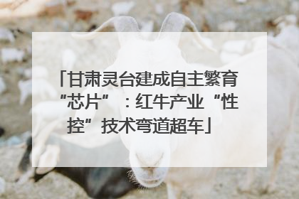 甘肃灵台建成自主繁育“芯片”：红牛产业“性控”技术弯道超车