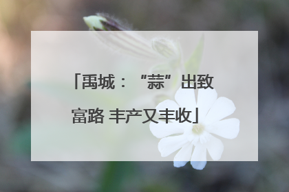 禹城：“蒜”出致富路 丰产又丰收