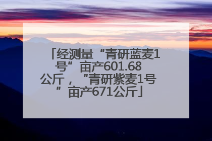 经测量“青研蓝麦1号”亩产601.68公斤，“青研紫麦1号”亩产671公斤