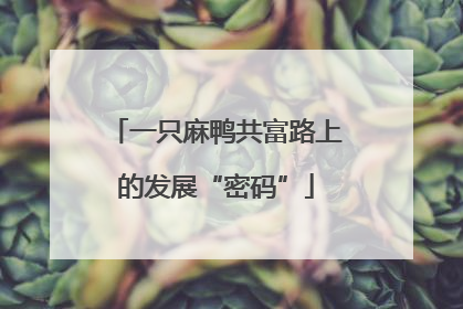 一只麻鸭共富路上的发展“密码”