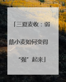 三夏麦收：弱筋小麦如何变得“强”起来