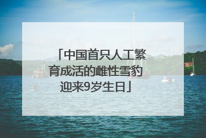 中国首只人工繁育成活的雌性雪豹迎来9岁生日