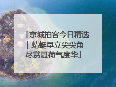 京城拍客今日精选｜蜻蜓早立尖尖角 尽赏夏荷气度华