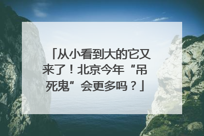 从小看到大的它又来了！北京今年“吊死鬼”会更多吗？