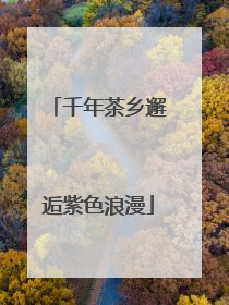 千年茶乡邂逅紫色浪漫