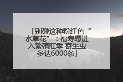 别碰这种粉红色“水草花”：福寿螺进入繁殖旺季 寄生虫多达6000条