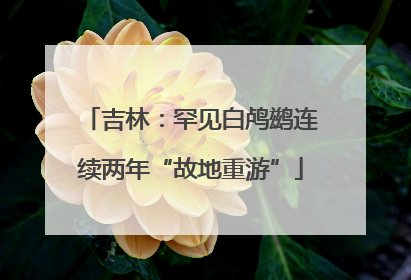 吉林：罕见白鸬鹚连续两年“故地重游”