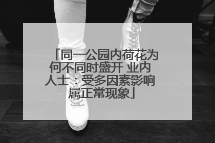 同一公园内荷花为何不同时盛开 业内人士：受多因素影响 属正常现象