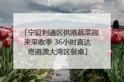 宁夏利通区供港蔬菜迎来采收季 36小时直达粤港澳大湾区餐桌