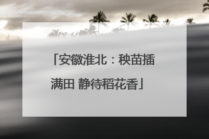 安徽淮北：秧苗插满田 静待稻花香