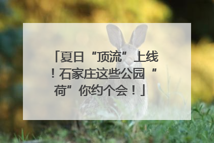 夏日“顶流”上线！石家庄这些公园“荷”你约个会！
