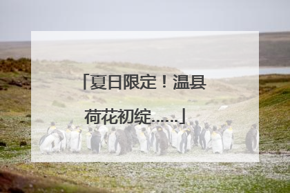 夏日限定！温县荷花初绽……