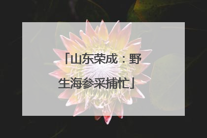 山东荣成：野生海参采捕忙