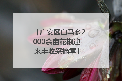 广安区白马乡2000余亩花椒迎来丰收采摘季