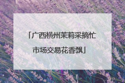 广西横州茉莉采摘忙 市场交易花香飘