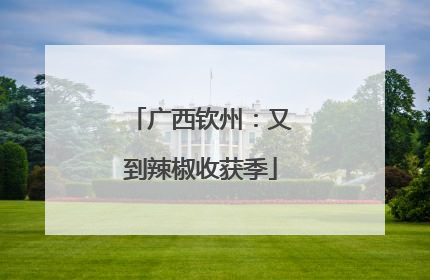 广西钦州：又到辣椒收获季