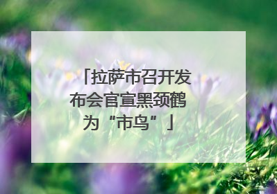 拉萨市召开发布会官宣黑颈鹤为“市鸟”