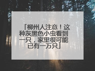 柳州人注意！这种灰黑色小虫看到一只，家里很可能已有一万只