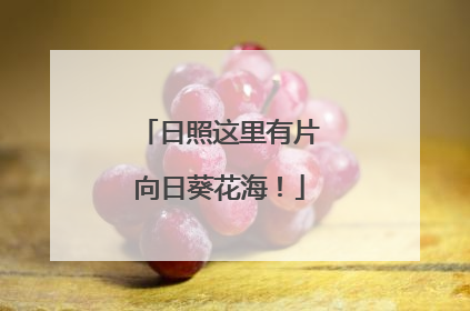 日照这里有片向日葵花海！