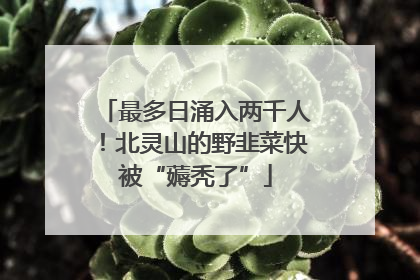 最多日涌入两千人！北灵山的野韭菜快被“薅秃了”