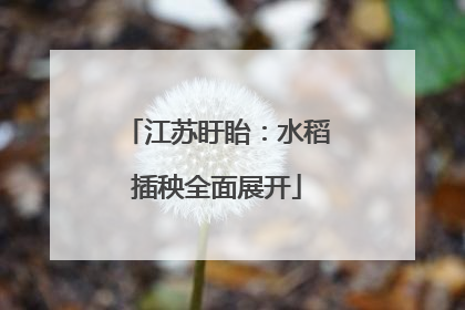 江苏盱眙：水稻插秧全面展开