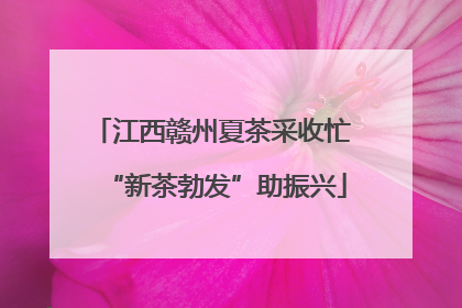 江西赣州夏茶采收忙 “新茶勃发”助振兴
