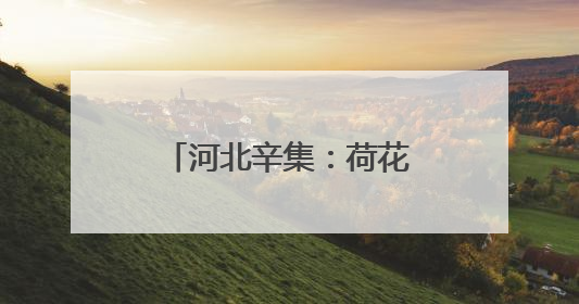 河北辛集：荷花盛开引客来 夏日打卡添新景