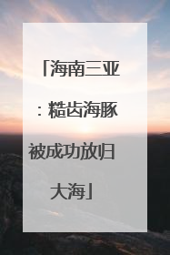 海南三亚：糙齿海豚被成功放归大海