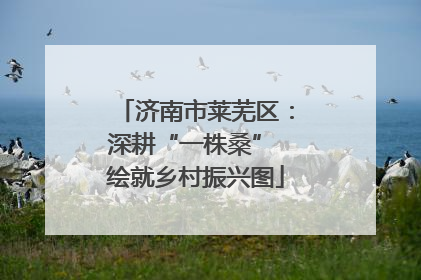 济南市莱芜区：深耕“一株桑” 绘就乡村振兴图