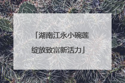 湖南江永小碗莲绽放致富新活力