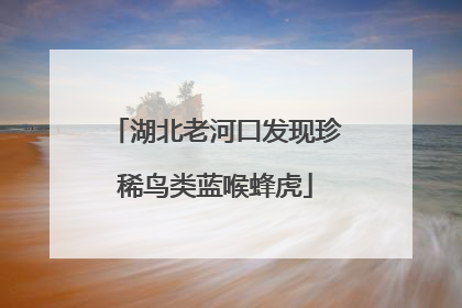 湖北老河口发现珍稀鸟类蓝喉蜂虎