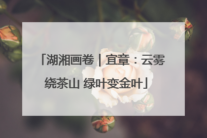湖湘画卷｜宜章：云雾绕茶山 绿叶变金叶