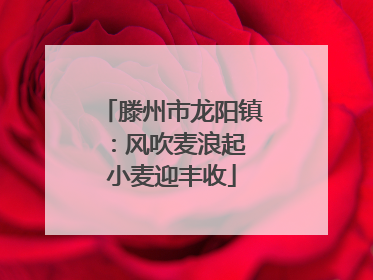 滕州市龙阳镇：风吹麦浪起 小麦迎丰收