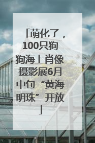 萌化了，100只狗狗海上肖像摄影展6月中旬“黄海明珠”开放