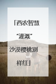 西农智慧“灌溉” 沙漠樱桃别样红