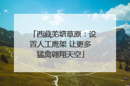 西藏羌塘草原：设置人工鹰架 让更多猛禽翱翔天空