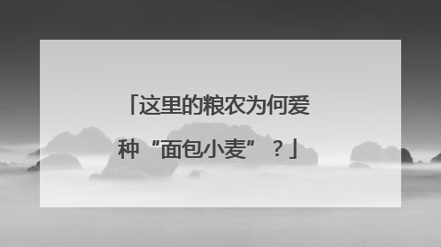 这里的粮农为何爱种“面包小麦”？