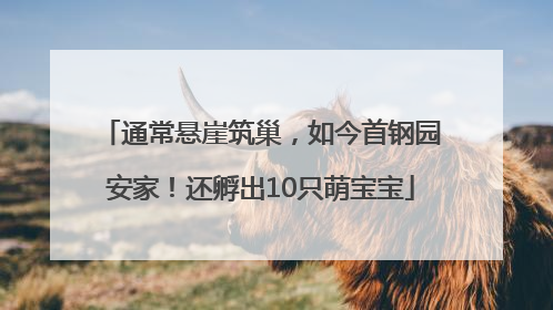 通常悬崖筑巢，如今首钢园安家！还孵出10只萌宝宝