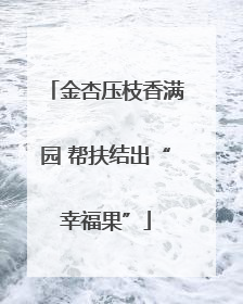 金杏压枝香满园 帮扶结出“幸福果”