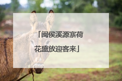 闽侯溪源寨荷花盛放迎客来