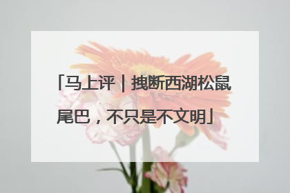马上评｜拽断西湖松鼠尾巴，不只是不文明