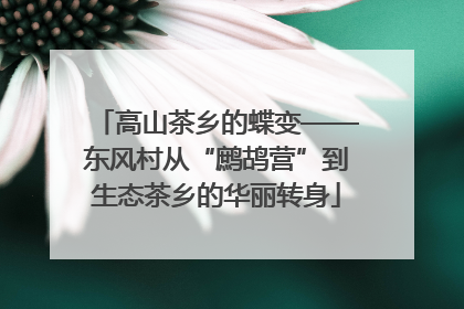 高山茶乡的蝶变——东风村从“鹧鸪营”到生态茶乡的华丽转身