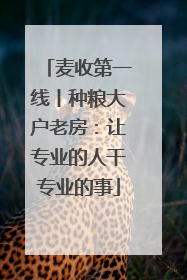 麦收第一线丨种粮大户老房：让专业的人干专业的事