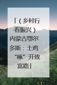 （乡村行·看振兴）内蒙古鄂尔多斯：土鸡“啄”开致富路